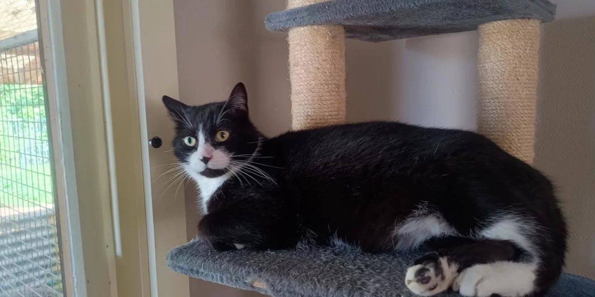 Word jij het nieuwe baasje van Dio?