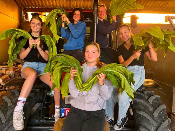 Wie wordt de nieuwe Tabaksfee Wervik? Maak kennis met de 5 kandidates