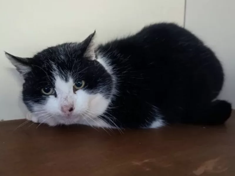 Word jij het nieuwe baasje van poes Archie?